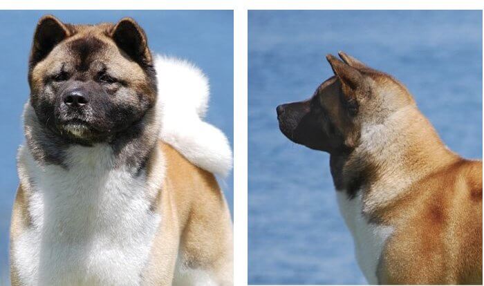 Judging the Akita Judging the Akita