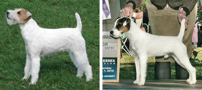 Judging the Parson Russell Terrier Judging the Parson Russell Terrier