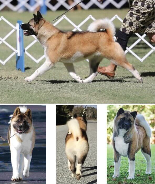 Judging the Akita Judging the Akita