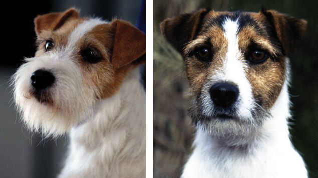 Judging the Parson Russell Terrier