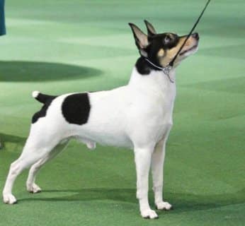 How is the Toy Fox Terrier Judged?