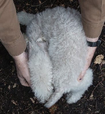 The Bedlington Terrier's Vocation The Bedlington Terrier's Vocation