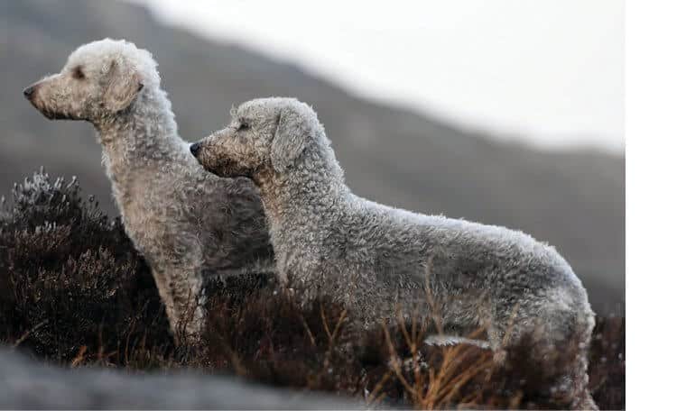 The Bedlington Terrier's Vocation The Bedlington Terrier's Vocation