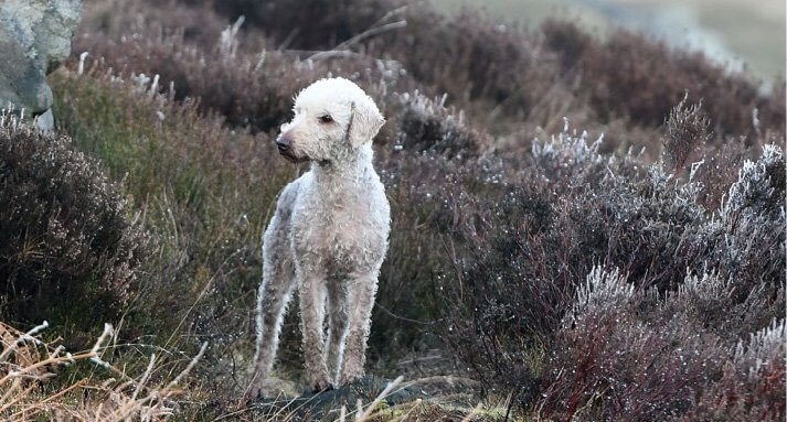 The Bedlington Terrier's Vocation The Bedlington Terrier's Vocation