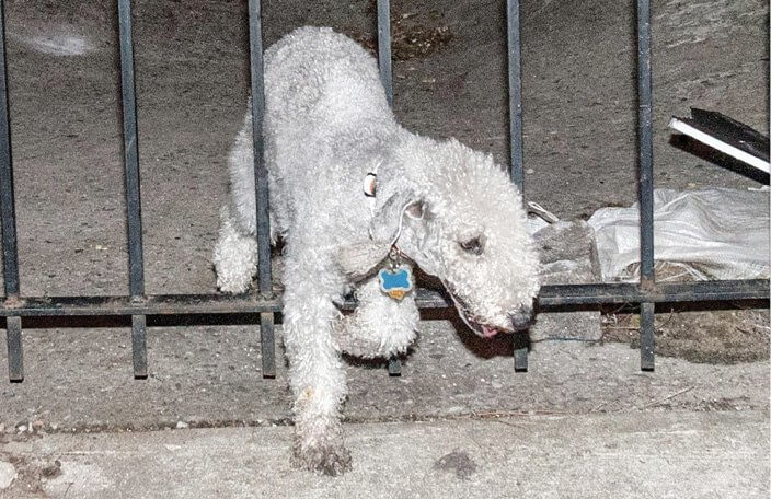 The Bedlington Terrier's Vocation The Bedlington Terrier's Vocation