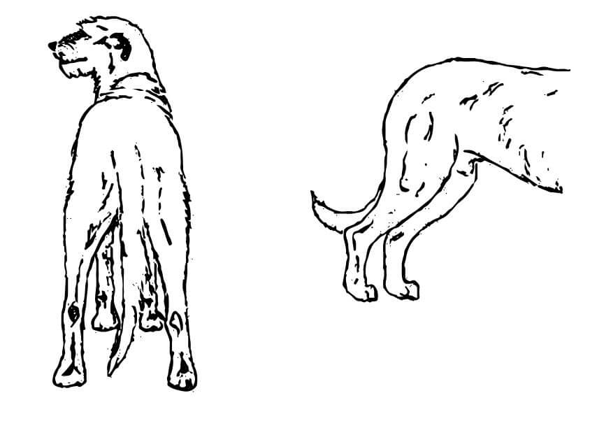 Judging Irish Wolfhounds