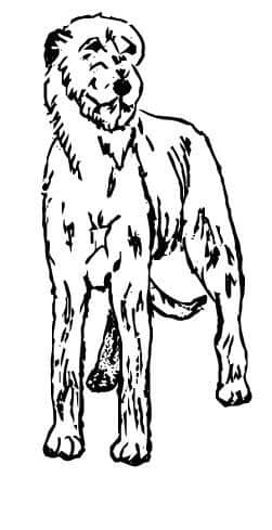 Judging Irish Wolfhounds