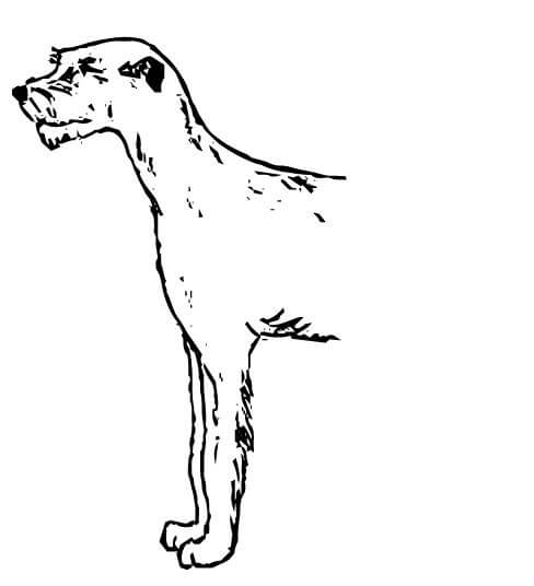 Judging Irish Wolfhounds