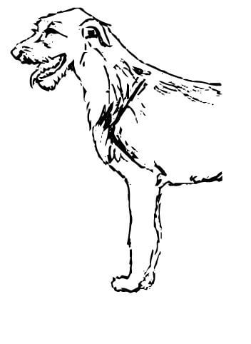 Judging Irish Wolfhounds