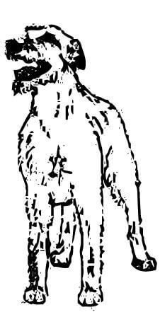 Judging Irish Wolfhounds