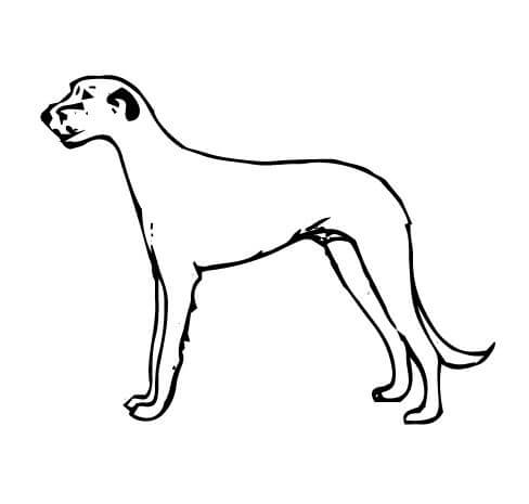 Judging Irish Wolfhounds