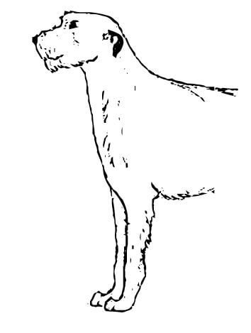 Judging Irish Wolfhounds
