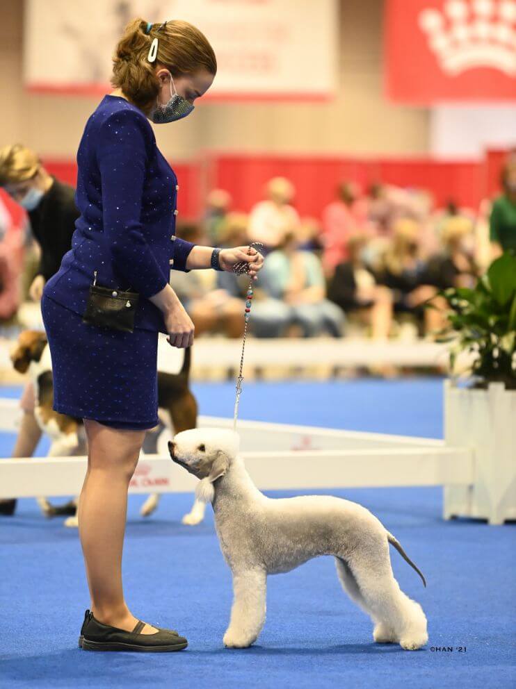Interview with Owner Handler Katie Cecilio