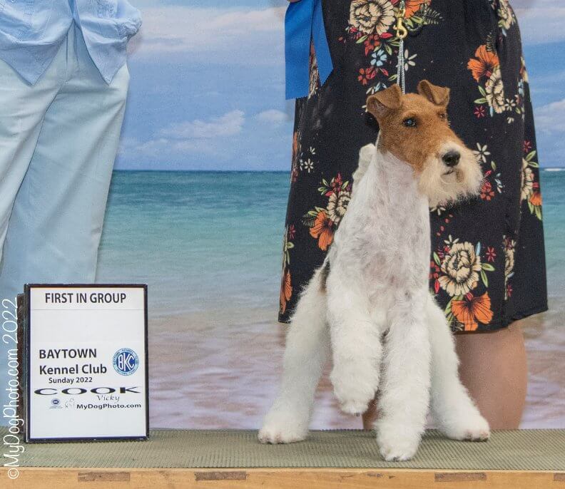 Baytown Kennel Club | Timothy Robbins