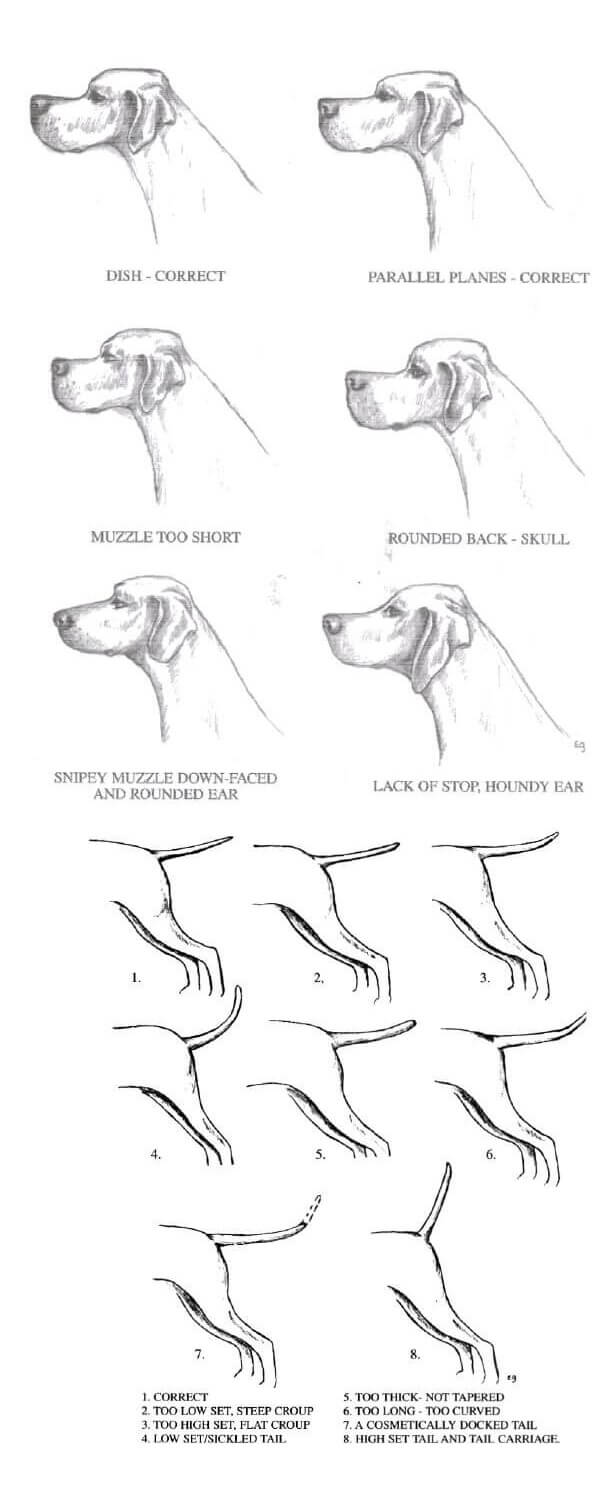 How to Judge the Pointer Dog Breed