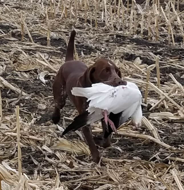 Bracco Italiano AKC Recognition