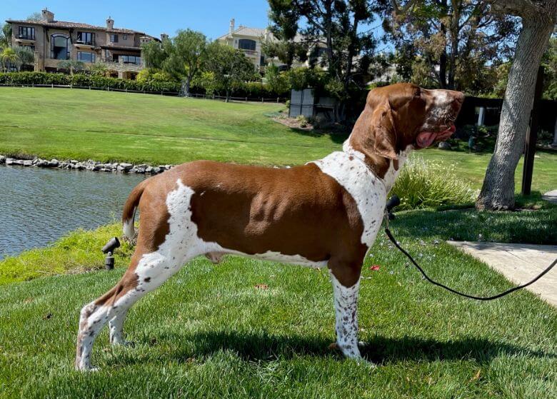 Bracco Italiano AKC Recognition