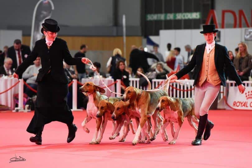 Championnat de France