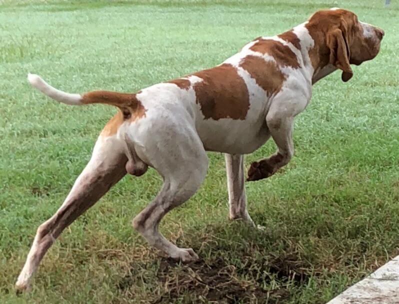 Bracco Italiano AKC Recognition