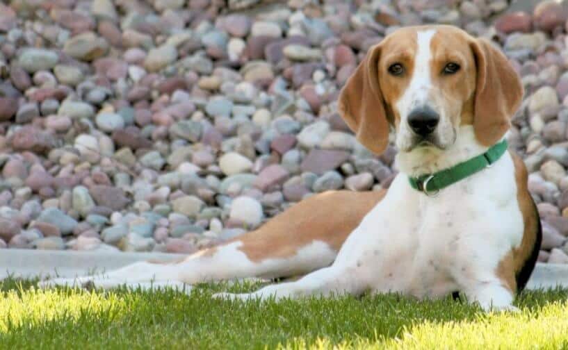 Sheez-Beez Kennels – Smooth Fox Terriers & Harriers | Sheila Allen