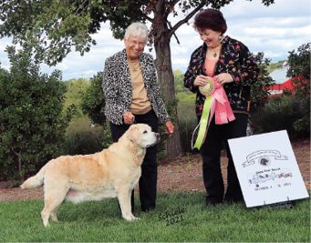 Dog Breed Standard