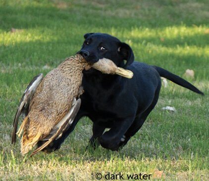 Dog Breed Standard