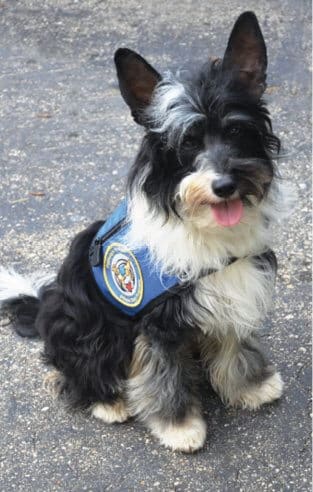 Spotlight on the Purebred Chinese Crested Dogs