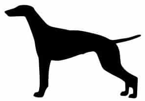 How to Judge the Pointer Dog Breed
