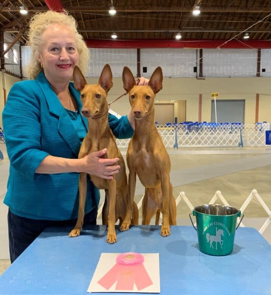 Nancy Wight with her Cirnechi dell’Etna dogs