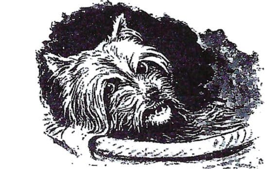 Heritage of the Yorkshire Terrier Dog Breed
