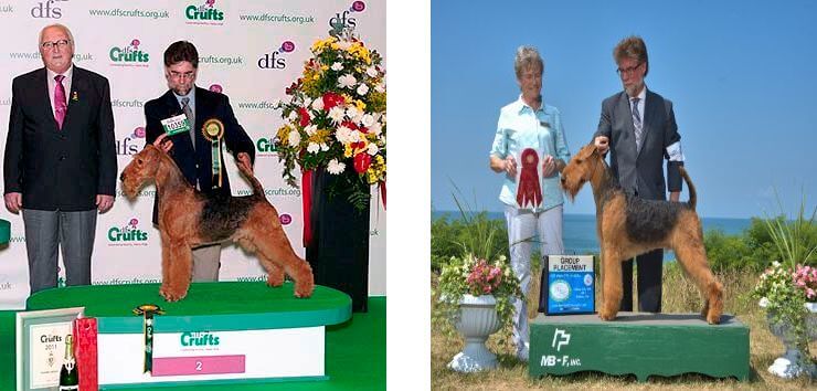Longvue Airedale Terriers | Todd and April Clyde