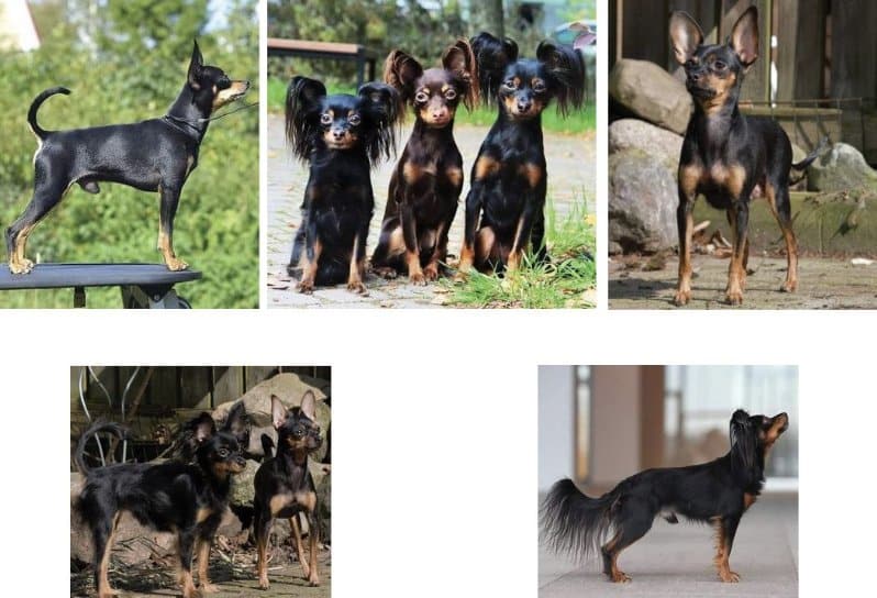 Smooth and Long - Coat Types of the Russian Toy Dog