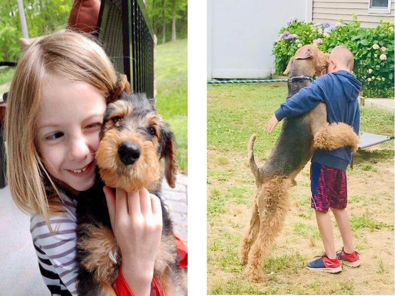 Longvue Airedale Terriers | Todd and April Clyde
