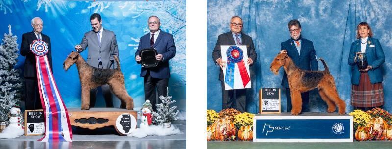 Longvue Airedale Terriers | Todd and April Clyde