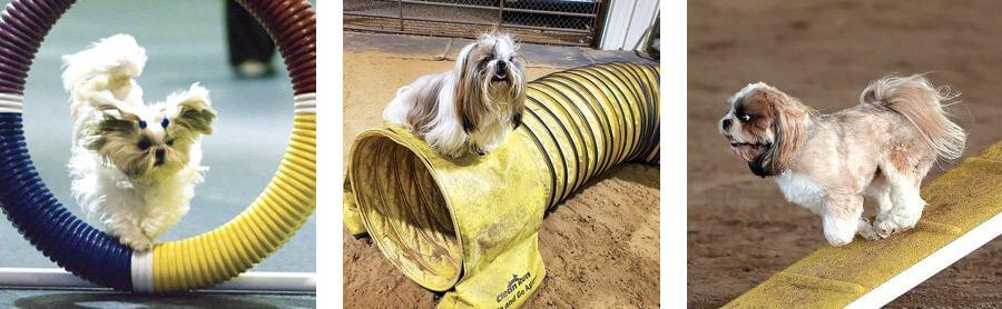 Training the Performance Shih Tzu Dog