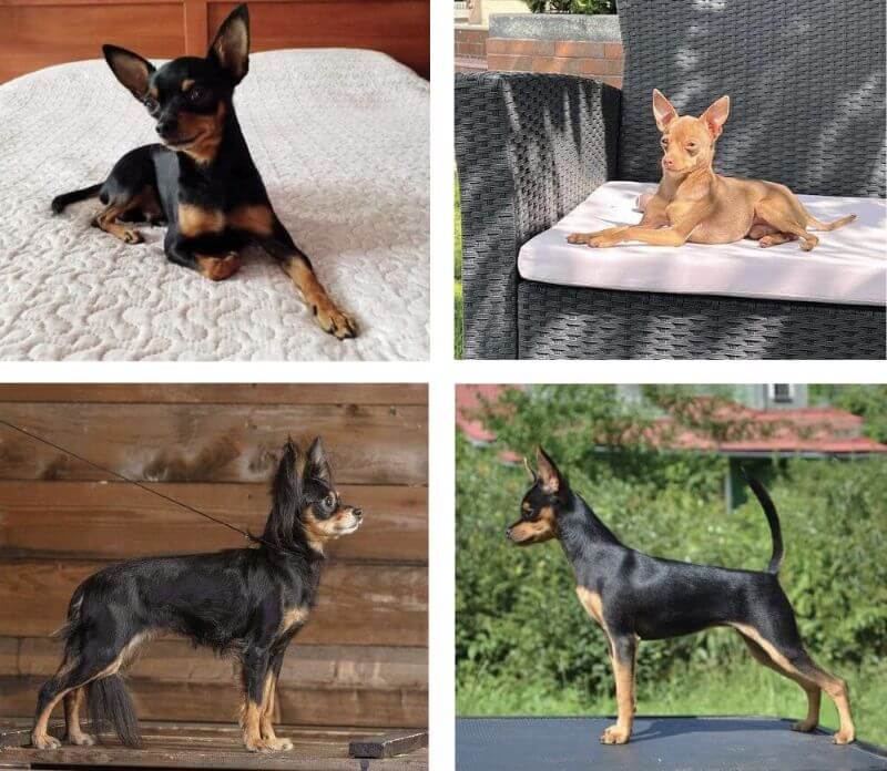 Smooth and Long - Coat Types of the Russian Toy Dog