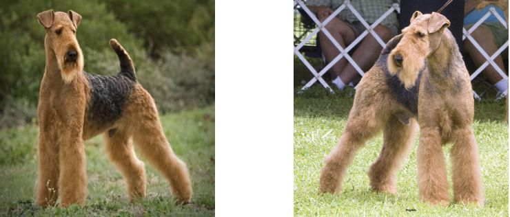Longvue Airedale Terriers | Todd and April Clyde