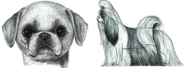 Purebred Shih Tzu Dog Breed - From Head To Tail