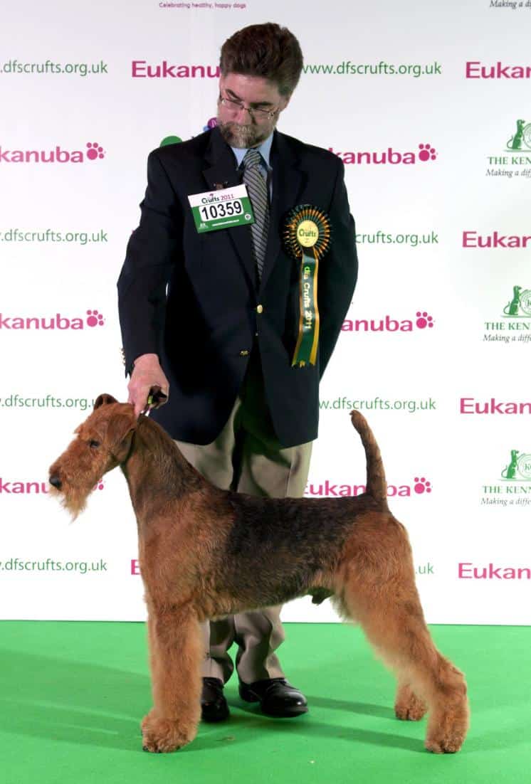 Longvue Airedale Terriers | Todd and April Clyde