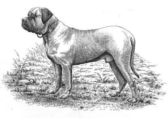 How to Judge the English Mastiff Dog Breed
