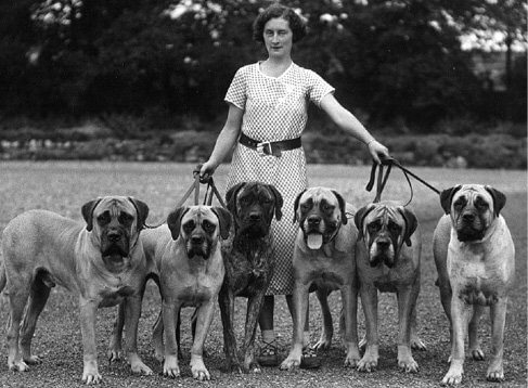 How to Judge the English Mastiff Dog Breed