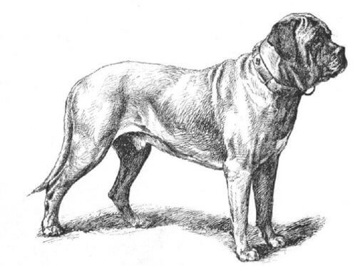 How to Judge the English Mastiff Dog Breed