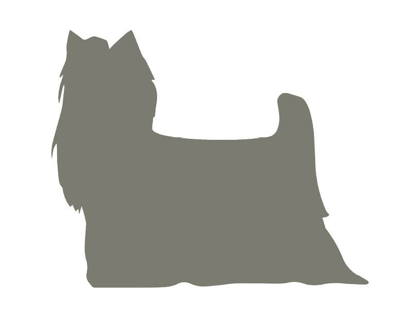 Heritage of the Yorkshire Terrier Dog Breed