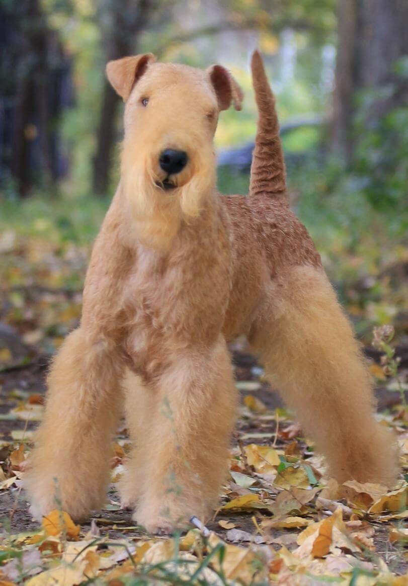 Lakeland Terrier Head, Ears and Expression