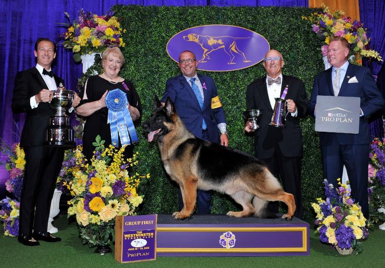 2022 WKC Herding Group Winner - German Shepherd Dog Gem-N-I River Of Urloved CGC