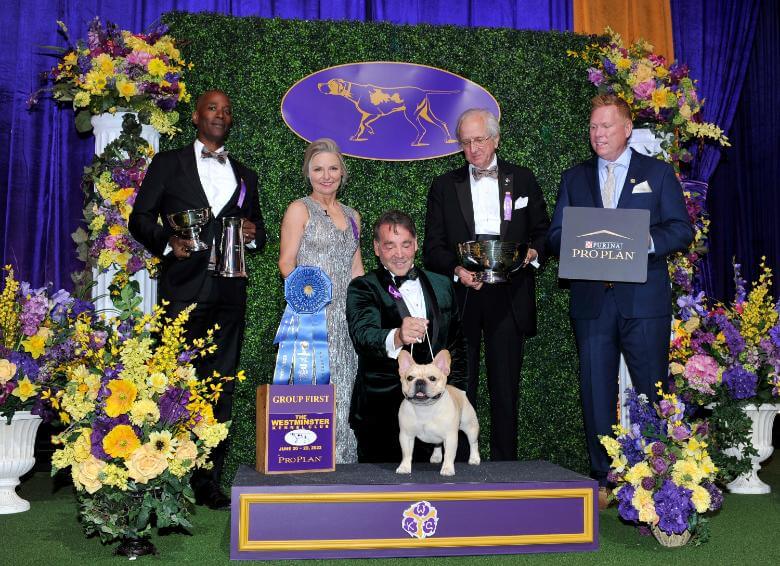 2022 WKC Non-Sporting Group Winner French Bulldog Fox Canyon's I Won The War At Goldshield CGCA CGCU TKN