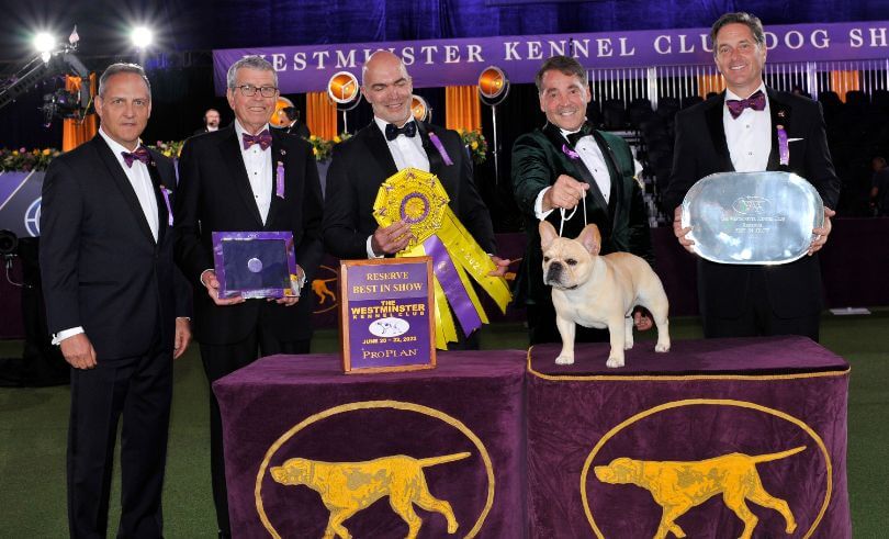 2022 WKC Reserve Best In Show - French Bulldog "Winston"