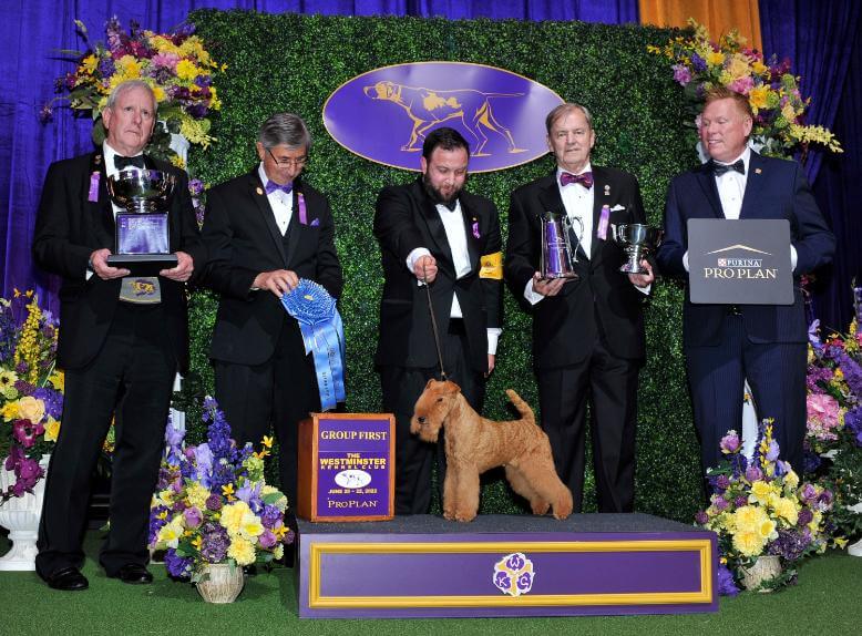 2022 WKC Terrier Group Winner Lakeland Terrier Hi-Kel Terrydale Nanhall Mizzconceived