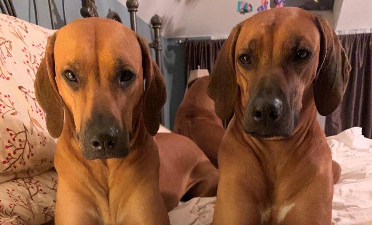 ADWERA Rhodesian Ridgebacks