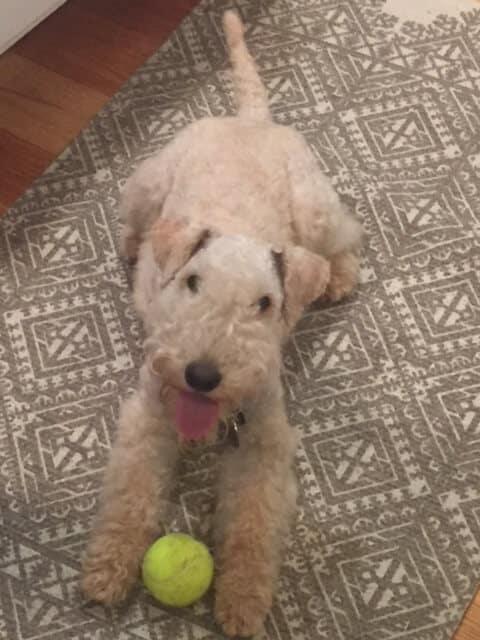 The Unique Lakeland Terrier – Head, Ears & Expression